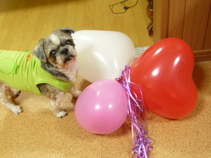 ★☆父犬レオのBIRTHDAY PARTY☆★PART １