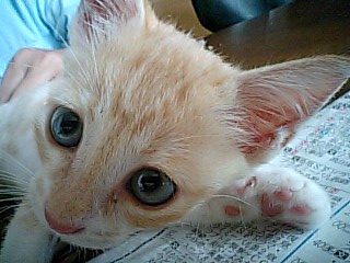 限りなくダークに近いカルメン・マキ