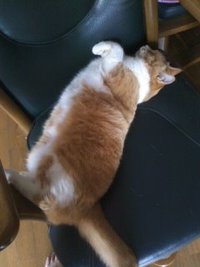 ハゲタカ