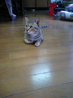 雨乞いソングはレゲエ　サードワールド