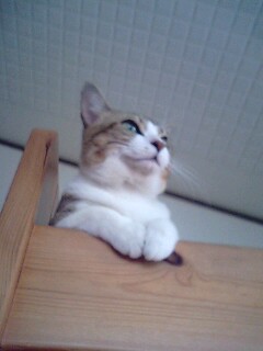 隣のすみこ姉さん３