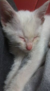 大工か鳶か左官か？ 2011/11/25 22:47:15