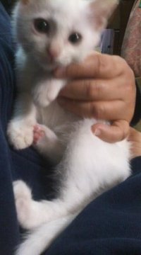 ブログは亀、フェイスブックは？