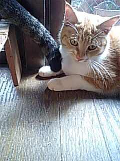 Romeos Tune Steve Forbert