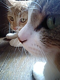 畑グラフィティ　Stay with me baby Duffy