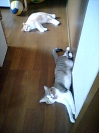 はっしぇ～！