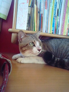 あんぽんたんな高校生とレオ・セイヤー