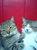 ｔａｋｉｃｈｉ