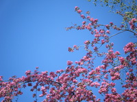 Okinawa ｗeek 2012/04/09 22:35:14