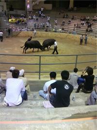 初うちなー闘牛観戦！