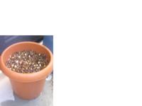 大豆さん、ハロー 2008/07/08 14:37:16