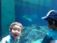 ４才バースデイに美ら海水族館へ 2009/05/15 03:02:44
