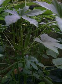 おじいのオクラさん 2008/08/15 10:53:42