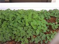 梅雨明けの梅雨？ 2008/06/30 11:11:08