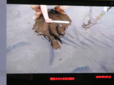 海牛の仲間！！