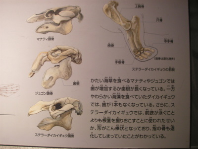 海牛の仲間！！