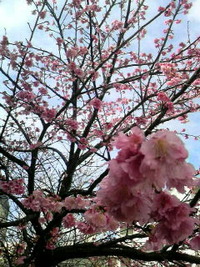 い〜天気(￣▽￣)b 2010/01/31 13:51:44
