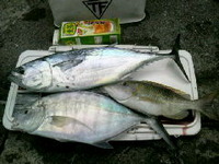 磯野家長男ふたたび 2010/02/11 23:56:29