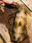 なんと〜か… 2010/03/31 18:03:19