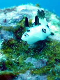 ブチ＆トサカ 2011/03/27 12:57:49