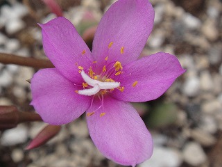 エアープランツの花 ｔｉｎｙｇａｒｄｅｎ