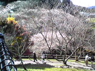 小原町の四季桜