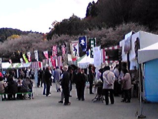小原町の四季桜
