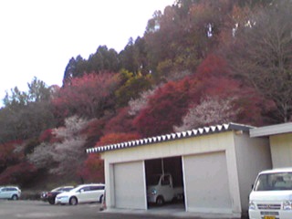 小原町の四季桜