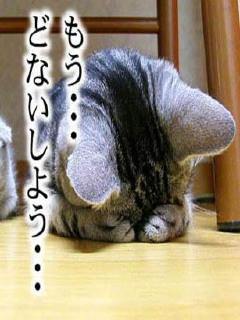 めげずに出直してきま～す。