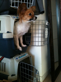 2階の住人・・改住犬