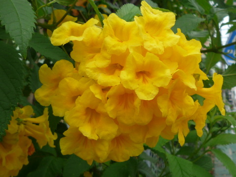 黄色い花 満開 ざっそうのごとく 沖縄の自然や風景を一貫して紹介します