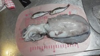 一石二鳥（一いか二魚）＾＾！ 2012/06/20 17:04:22