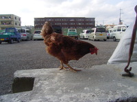 皆勤賞　放浪者Ａ 2009/09/16 17:06:29
