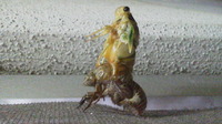 ガーガーミー頑張ってます！ 2011/07/17 13:24:09
