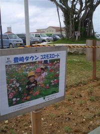 道の駅「豊崎」のコスモスロード　
