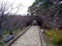 沖縄三大桜祭り・・・今年は1月末頃が見頃！！