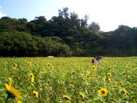 ひまわりＩＮ北中城　沖縄はひまわりが満開です