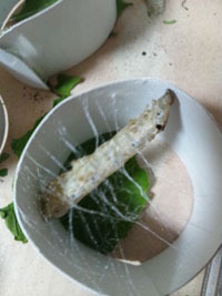 蚕の成長 2011/06/08 01:35:09