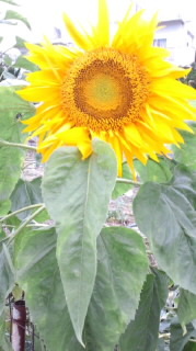 撮りたいなぁ(´∀`人)♪ 2011/05/15 19:44:47