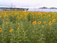 　　ひまわり 2011/07/19 01:07:58