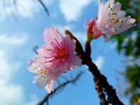 彩砂さんといーく桜咲く！新春の今帰仁城は春のはじまりでした 2012/01/01 22:51:08