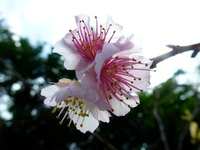 週末は名護へ！お花見＆お買い物 2012/01/27 14:27:25