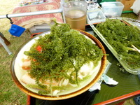 うみぶどう　明日は今帰仁城さくらまつり　夜まで漂着します！ 2012/02/03 10:42:19