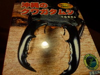 マメクワガタって知っていますか？ 2012/02/01 07:33:35