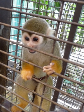 本日にぎわいフリマ開催！動物ストラップつくりました。