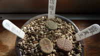 火星頭の多肉アタック！！！！！！！！！！！！！！！！！！！ 2011/11/12 22:59:14