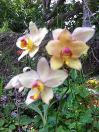 花のお宮よ 2014/05/31 03:21:01