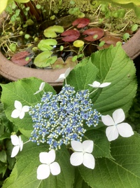 花言葉は、「移り気」 2014/04/25 16:52:06