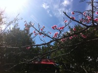 世持神社の桜 2013/02/05 12:34:39