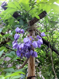 花のお宮より 2014/05/26 06:46:03